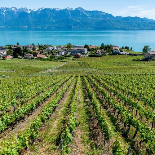 Vineyards Switzerland