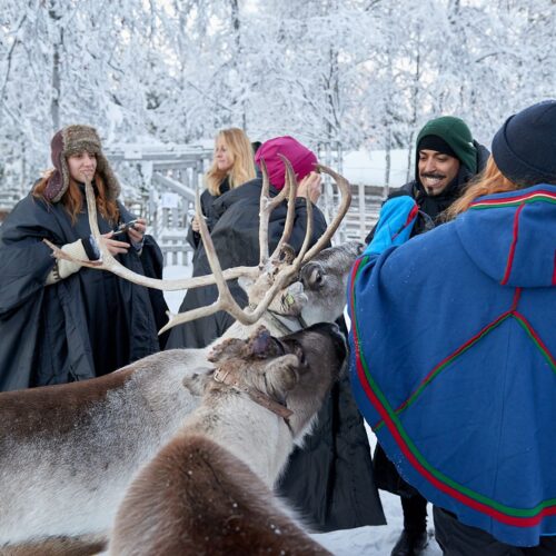 Sweden reindeer