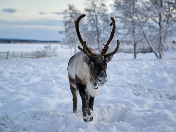 Reindeer Sweden