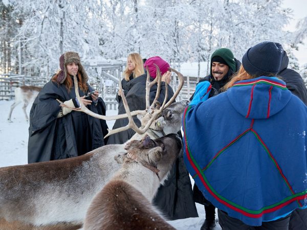 Sweden reindeer